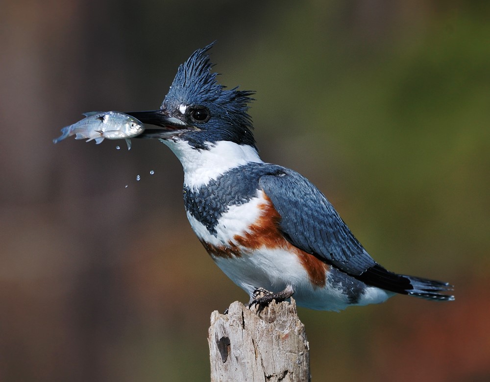 Belted kingfishers are back in town!